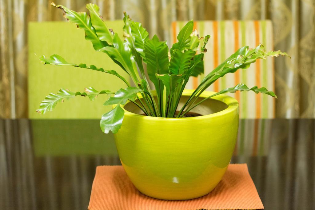 Khuvena Guesthouse Randburg Ngoại thất bức ảnh